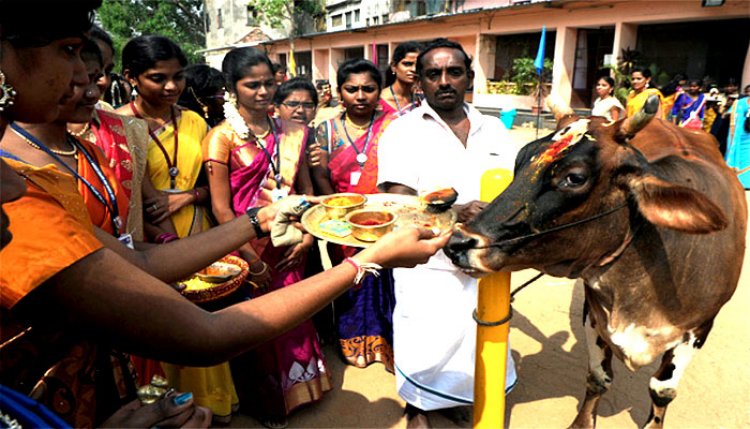 தமிழரின் தனிப்பெரும் விழா “பொங்கல்” பற்றி தெரிந்துக்கொள்வோம்!!