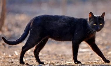 பூனை குறுக்கே போனால்...கெட்ட சகுனமா?_