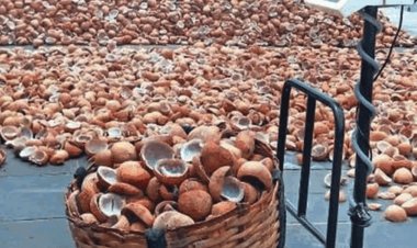 கொப்பரைக்கு தட்டுப்பாடு: தேங்காய் எண்ணெய் விலை 'கிடுகிடு' உயர்வு