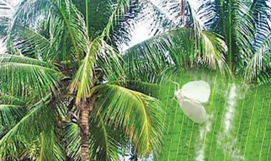 தென்னை விவசாயிகளுக்கு வெளியான நற்செய்தி