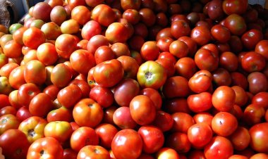 கிடுகிடுவென எகிறி வரும் தக்காளி விலை.. இன்னும் உயருமாம்.. காரணம் சொன்ன கோயம்பேடு காய்கறி வியாபாரி!