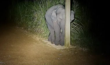 கரும்பு தோட்டத்தில் சுகர் பேபி! ஓனர் டார்ச் அடித்ததுமே கம்பத்தின் பின்னால் பதுங்கிய குட்டி யானை!