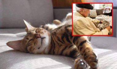 தனது பூனையை பார்த்து கொள்பவருக்கு முழு சொத்தையும் எழுதி வைப்பதாக கூறிய முதியவர்