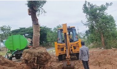 வேரோடு பிடுங்கி மறுநடவு': கோவையில் சாலைக்காக மரங்கள் அகற்றம் - உச்ச நீதிமன்ற உத்தரவு பின்பற்றப்படுகிறதா?