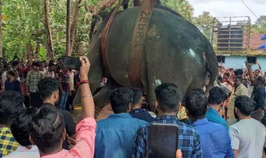 சபரிமலைக்கு நடிகை கே.ஆர். விஜயா வழங்கிய யானை உயிரிழப்பு