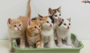 மன நிம்மதியைத் தரும் பூனைகள்... வெறும் செல்லப்பிராணிகள் அல்ல; கவலைகளைப் போக்கும் நண்பன்