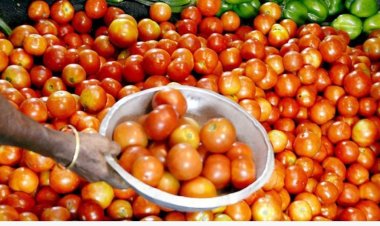 உயரும் தக்காளி,விலை சென்னை கோயம்பேடு சந்தையில் இன்று உயர்ந்து வருகிறது