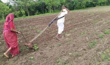 மகாராஷ்டிரா: "உழவு மாடு வாங்க பணமில்லை..." - மனைவியின் துணையோடு கலப்பையால் தானே உழுத விவசாயி