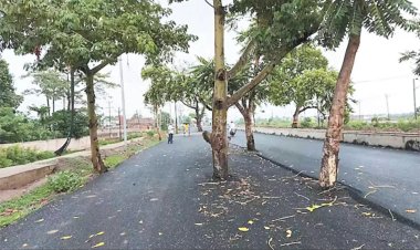 .100 கோடியில் அமைக்கப்பட்ட சாலையின் நடுவே மரங்கள் - வாகன ஓட்டிகள் அதிர்ச்சி