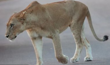 சுவரேறி குதித்து சாலையில் பாய்ந்த வளர்ப்பு சிங்கம் - தாக்குதலில் 3 பேர் காயம்