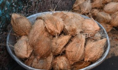 மக்களுக்கு மகிழ்ச்சி தகவல்: சடுதியாக குறைந்த தேங்காய் விலை