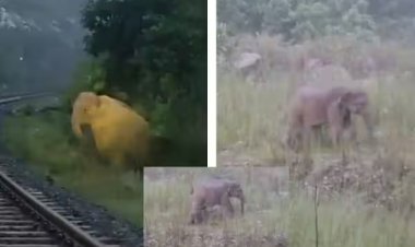 ஜார்க்கண்டில் தண்டவாளம் அருகே குட்டி ஈன்ற யானை; 2 மணி நேரம் ரயில் சேவையை நிறுத்தியதற்கு குவிகிறது பாராட்டு!