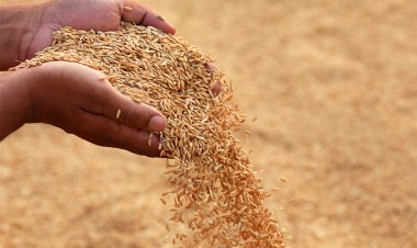 விவசாயிகளுக்கு வழங்கப்படாமல் இருந்த நெல் கொள்முதலுக்கான ரூ.810 கோடி விடுவிப்பு