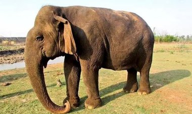 வத்சலா: 100 வயதைக் கடந்த ஆசியாவின் மூத்த யானை; முழு மரியாதையுடன் தகனம்.. நெகிழவைக்கும் கதை!