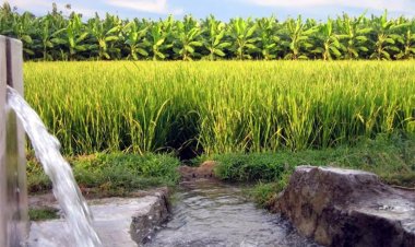 பாசன வேளாண்மை திட்டத்திற்கு கூடுதலாக ரூ.305 கோடி நிதி ஒதுக்கீடு: தமிழக அரசு