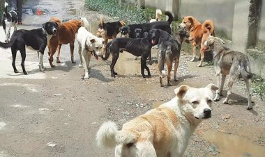 பெங்களூருவில் தெருநாய்களுக்கு நாள்தோறும் சிக்கன் ரைஸ் வழங்க மாநகராட்சி திட்டம்