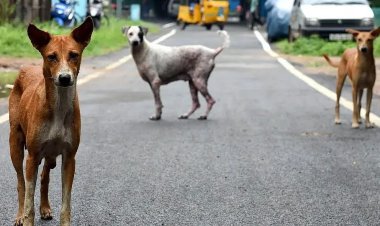 139 தெருநாய்களுக்குக் கருத்தடை செய்ய ரூ.20 கோடியா?'' - அதிமுக குற்றச்சாட்டுக்கு தமிழக அரசு பதில்
