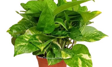 மணி பிளான்ட் மகிமை.. வீட்டில் அதிர்ஷ்டம், யோகம் பெருக இந்த செடிகளை தூக்கி தூர போடுங்க! வாஸ்து டிப்ஸ்