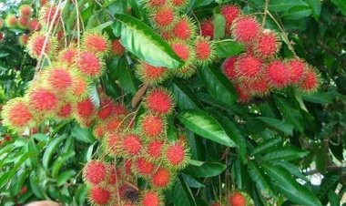 தூள் கிளப்பும் குற்றாலம் சீசன்.. வல்லம் மார்க்கெட்டில் ஒரு நாளைக்கு 30 டன் பழங்கள் வரத்து..!!