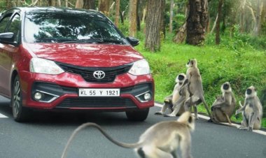 சுற்றுலா பயணிகள் வீசும் உணவுகளால் மழுங்கி போகும் விலங்குகளின் வேட்டை குணம்!