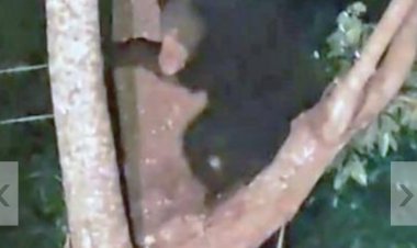 குன்னூரில் நாய்கள் விரட்டியதால் மரத்தில் ஏறிய கரடி - தூக்கம் தொலைத்த கிராம மக்கள்