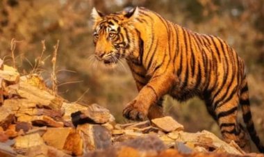 ஜங்கிள் புக்' இன்ஸ்பிரேஷன் முதல் இந்தியாவின் பழமையான பூங்கா வரை... அவசியம் காண வேண்டிய 10 தேசிய பூங்காக்கள்