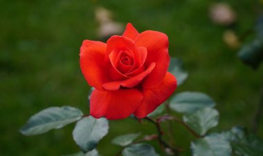 காதல் என்பது வாழ்வின் மிக மெல்லிய ஒரு பரிமாணம்