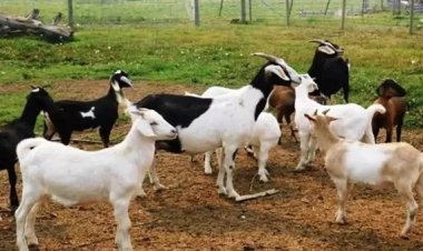 கால்நடை வளர்ப்போருக்கு குட்நியூஸ்.. 14000 ரூபாய் மானியமாக கிடைக்கும்.. கலெக்டர் வெளியிட்ட அறிவிப்பு