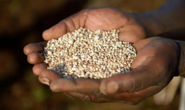 கொல்லிமலை பழங்குடிகளின் உணவுமுறையையே மாற்றிய காலநிலை மாற்றம் - ஆய்வில் தெரிய வந்த உண்மை