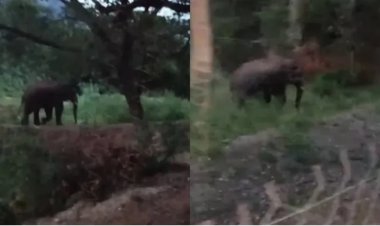 கோவையில் உலா வரும் ஒற்றை காட்டு யானை : அச்சத்தில் பொதுமக்கள்; வனத்துறை நடவடிக்கை எடுக்குமா?