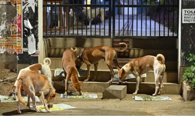 தெரு நாய்களை வீட்டுக்கு அழைத்துச் சென்று ஏன் உணவு அளிக்கக் கூடாது? - உச்ச நீதிமன்றம் கேள்வி