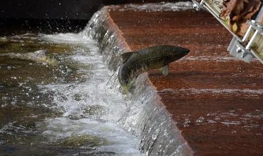 Salmon: ஒரு மீனின் பயணத்தில் இத்தனை எதிரிகளா? இது சாலமன்களின் கதை!