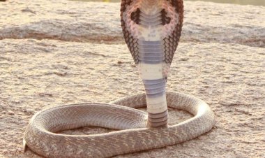 பாம்பு கடித்த முதல் நிமிடத்தில் என்ன செய்ய வேண்டும்...? ஆய்வாளர்கள் கூறுவதை கேளுங்கள்!