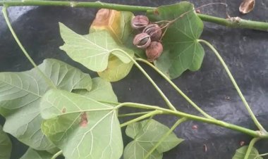 விஷ கொட்டைகளை தின்ற ஐந்து குழந்தைகள் 'சீரியஸ்'