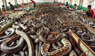 பாம்புகளை விவசாயம் செய்யும் ஒரே ஒரு அதிசய நாடு.., எது தெரியுமா?