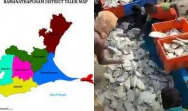 ராமநாதபுரத்தில் வலையில் சிக்கிய பொக்கிஷம்.. குஷியில் துள்ளிய கண்ணன்.. ஒரே நாளில் லட்சக்கணக்கில் பணம்