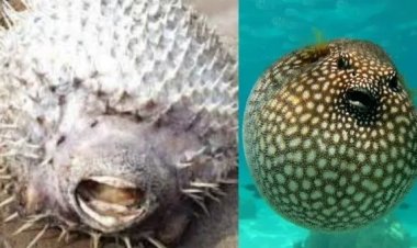 ராமேஸ்வரம் கடலில் ஆச்சரியம்.. முள்ளம்பன்றி மாதிரியே அதிசயமான உருவம்.. பேத்தை மீன்களா? கடல் கோழியா?