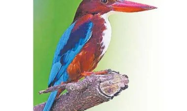 வெண் தொண்டை மீன்கொத்தி!..