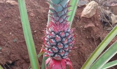 வறட்சியிலும் வளரும் கொல்லிமலை அன்னாசி....