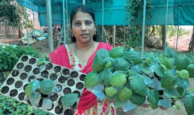 18 மாதத்தில் மகசூல் தரும் மிளகு பயிர்- புதுச்சேரி பெண் விஞ்ஞானி கண்டுபிடிப்பு..