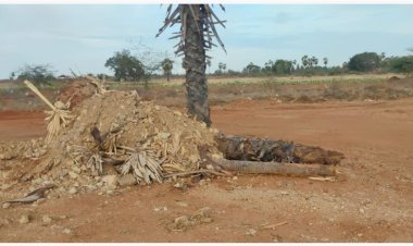 காற்றாலை, சோலார், ரியல் எஸ்டேட் தொழில்களுக்காக தூத்துக்குடியில் பனை மரங்கள் அழிப்பு!