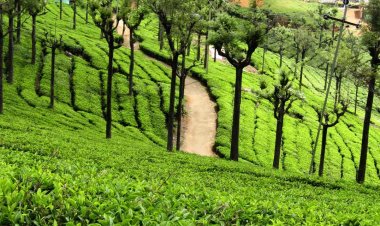 தேயிலை தொழிலாளர்களாக மாறும் டூரிஸ்ட்... மக்களின் ஆர்வத்தால் எஸ்டேட்டில் புது முயற்சி...