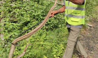 தமிழ்நாட்டில் வீட்டிற்குள் நுழையும் பாம்புகளை பிடிக்க புதிய செயலி அறிமுகம் - எவ்வாறு செயல்படும்?
