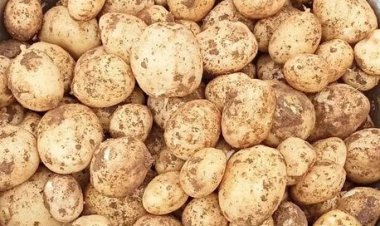 நல்ல விலை கிடைத்தும் விளைவிக்க ஆள் இல்லை... ஊட்டி உருளைக்கிழங்குக்கு ஏன் இந்த நிலை...