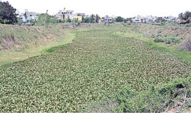 அடையாறு ஆற்றில் ஆகாய தாமரையை எப்போ அகற்ற போறீங்க? - புறநகர் மக்கள் எதிர்பார்ப்பு