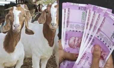 விர்ருனு திருவண்ணாமலையில் ஏறிய ஆடுகள்.. செங்கம் ஆட்டு சந்தையில் வியாபாரிகள் குஷி.. ஆடி மாதம் அசத்தல்