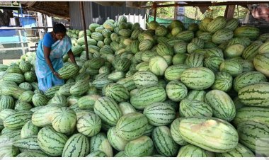 தர்பூசணி விவசாயிகளுக்கு இழப்பீடு: பரிசீலிக்க தமிழக அரசுக்கு ஐகோர்ட் உத்தரவு