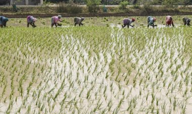 குத்தகை விவசாயிகளும் பயிர்க் காப்பீடு செய்யலாம்: தமிழக அரசு உத்தரவு சொல்வது என்ன?