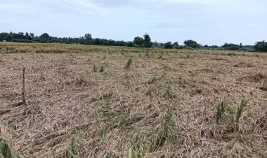 மழையால் சாய்ந்த நெற்பயிர் அரும்புலியூர் விவசாயிகள் கவலை..