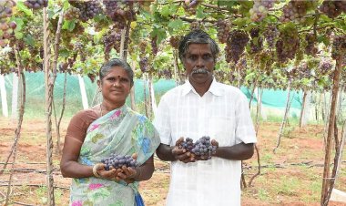 2 ஏக்கர், ஆண்டுக்கு ரூ.8,00,000... திராட்சை சாகுபடியில் தித்திக்கும் லாபம்!
